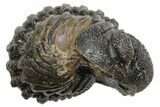 Long Partially Enrolled Morocops Trilobite - Morocco #296634-1